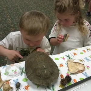 kids and exploring turtle shell